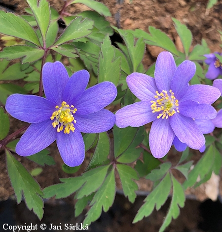 Anemone nemorosa 'Royal Blue' hmyvuokko